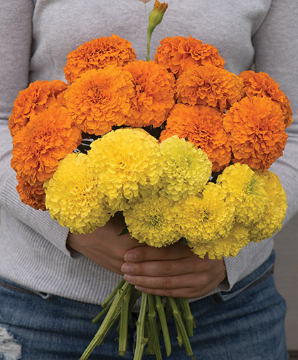 Carrots And Marigolds: The Perfect Planting Pair - badrockbrewing