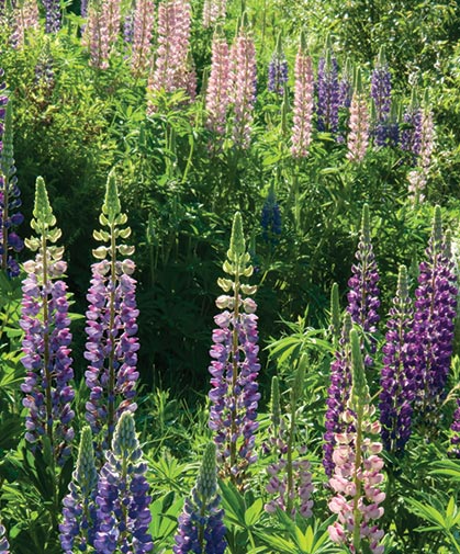 Growing Lupine From Seed Johnny S Selected Seeds