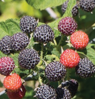 Niwot Black Raspberry Plants