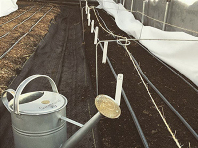 onions for overwintering planted in a low tunnel