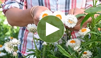 Video on when to harvest strawflowers for drying