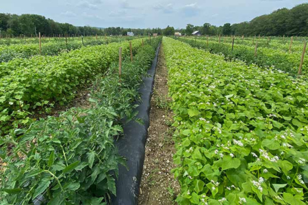 Buckwheat cover crop interplanted with tomatoes.