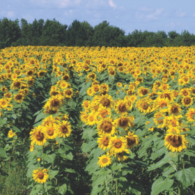 Field of sunflower cover crop