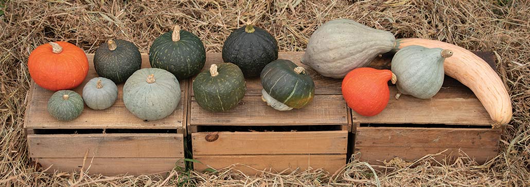 Weed Control in Pumpkins and Winter Squash
