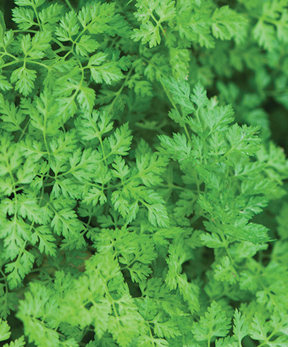 Chervil (French Parsley) Growing Information: Sowing, Culture & Harvest