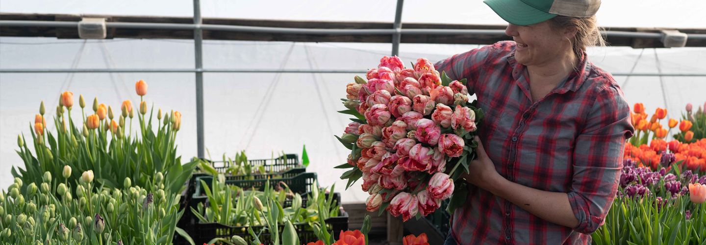 Tulips in a high tunnel