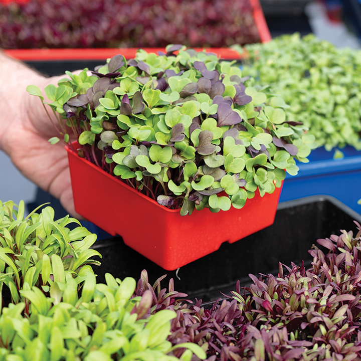 Microgreen trays