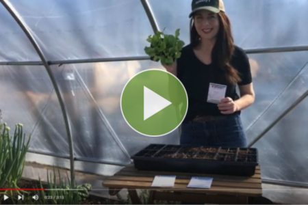 Video on how to grow lettuce