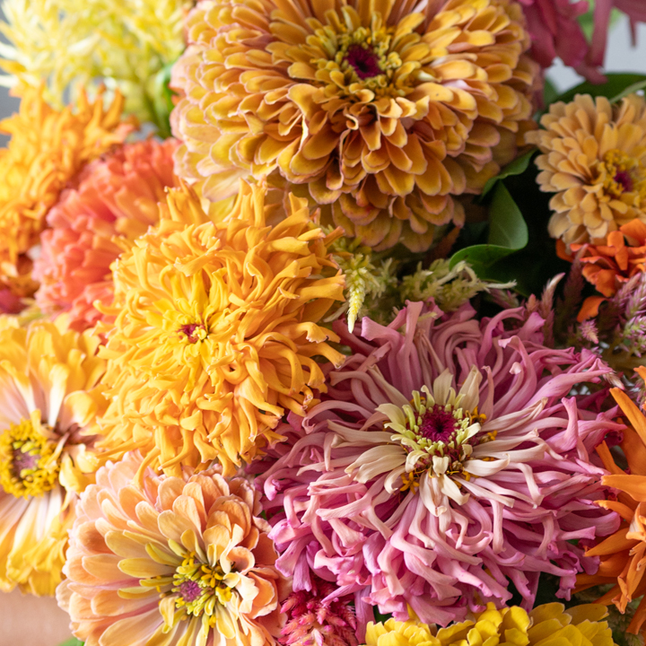 Mixed Zinnias.