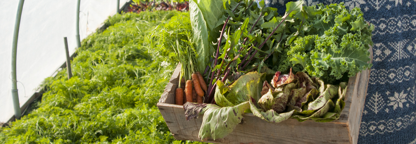 Box full of vegetables