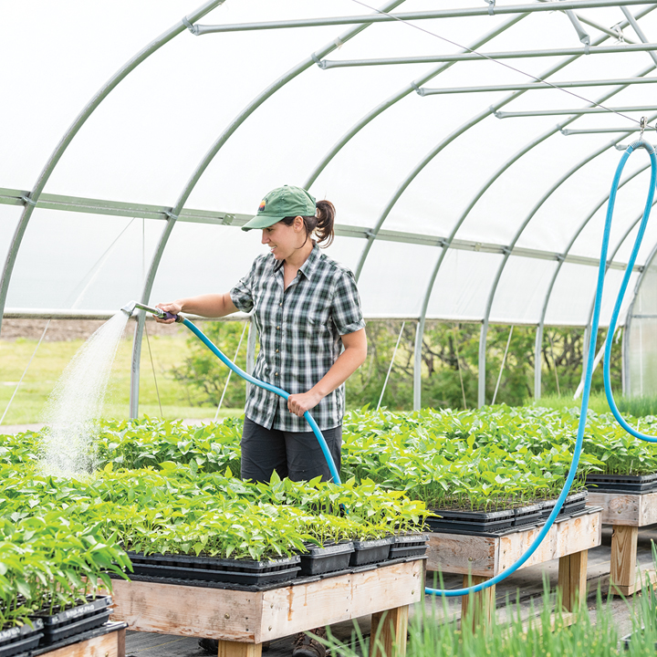 Watering seedlings in a hoophouse