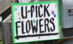 U-Pick flower sign