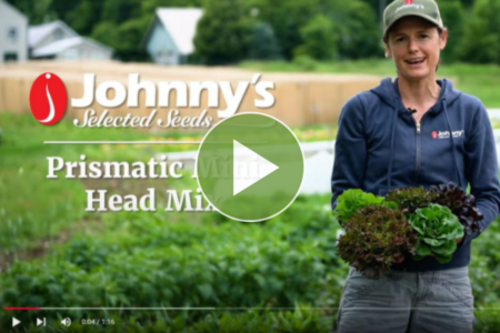 Prismatic Mini Head Lettuce Mix Video