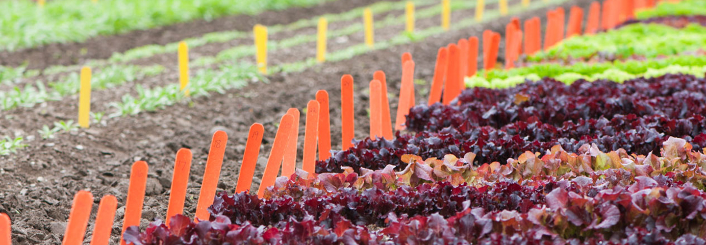 Lettuce field