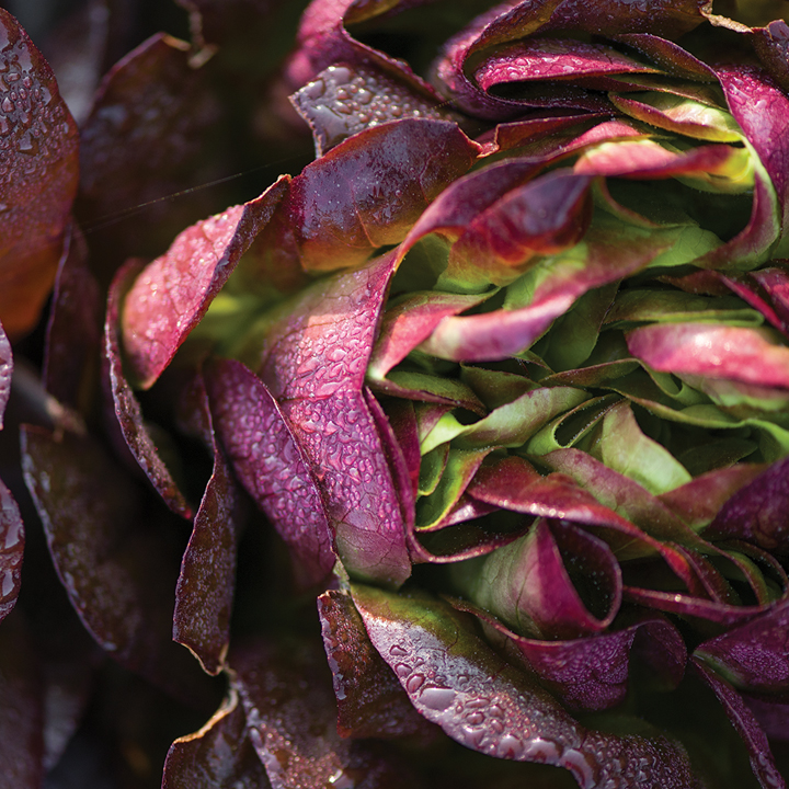 Red butterhead lettuce