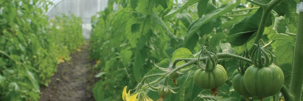 High tunnel tomatoes on the truss