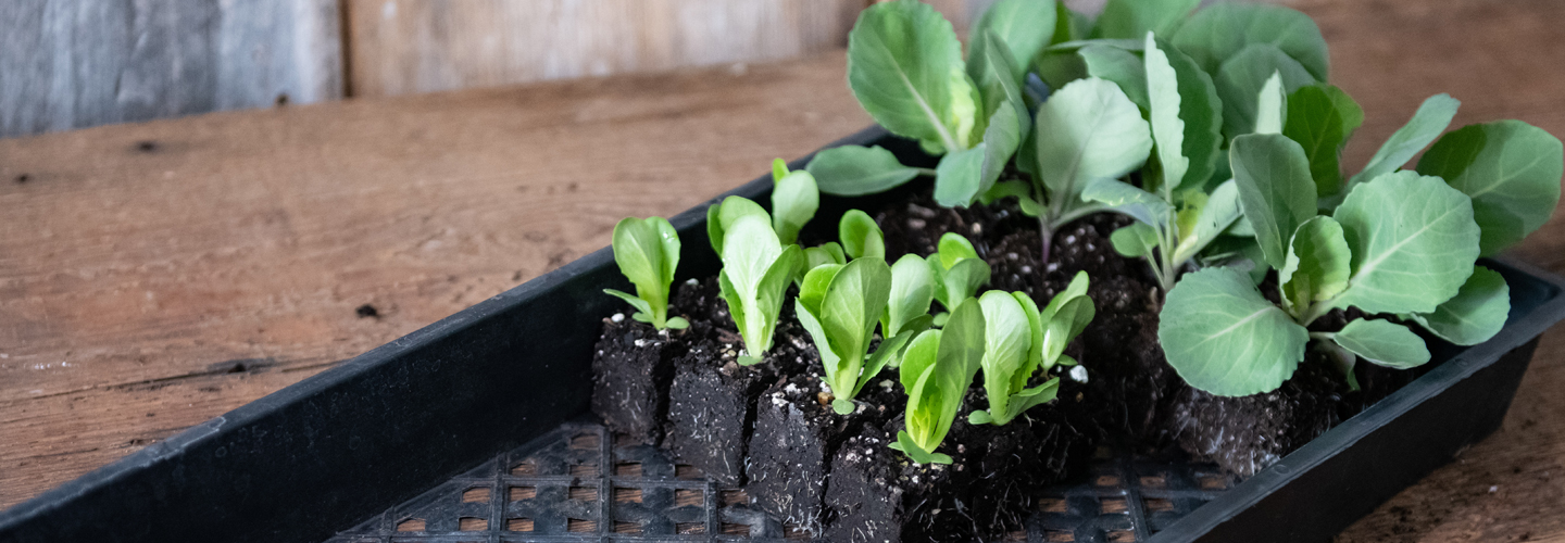 Seedling plants.