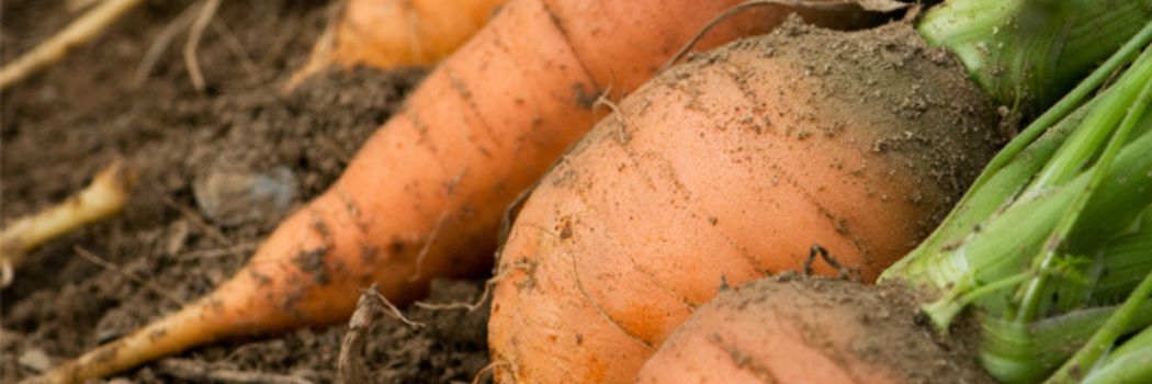 Carrot Season Extension - How to Expand Your Harvest Window