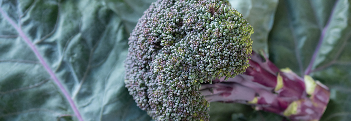 Purple Broccoli