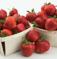 Yambu Strawberry Plants