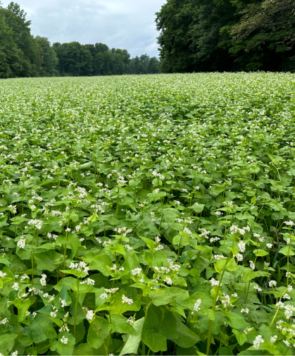 A large planting of buckwheat.