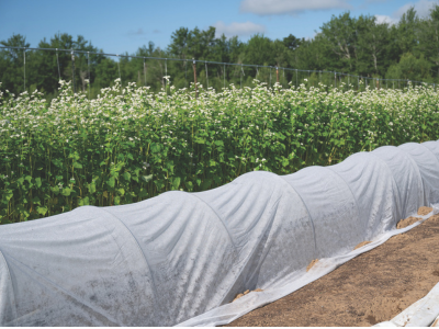 row cover over crops